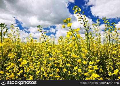 Canola or rapeseed plants growing in farm field, Manitoba, Canada