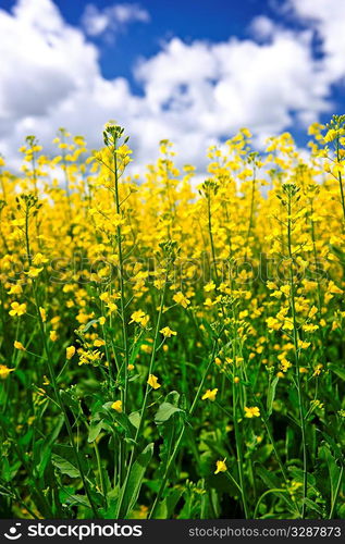 Canola or rapeseed plants growing in farm field, Manitoba, Canada