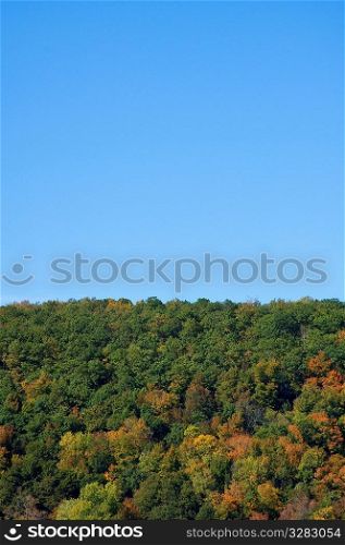 Canopy of tree tops with blue sky.