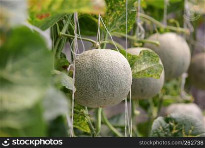 cantaloupe melon growing in greenhouse organic farm