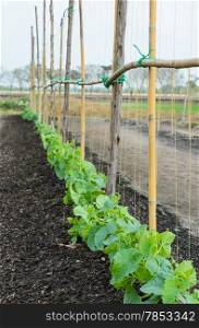 Cantaloupe plantation with string support