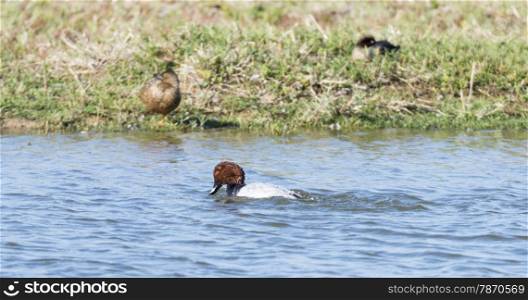 Canvasback duck,aythya valisineria swimming in the lake