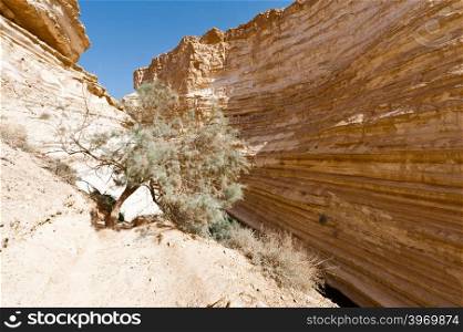 Canyon En Avedat of the Negev Desert in Israel