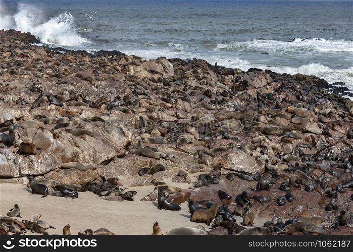 Cap Fur Seals (Arctocephalus pusillus) at Cape Cross Seal Colony on the Skeleton Coast in Namibia, Africa.