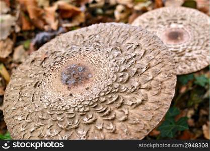 Cap of the imbricatus mushroom. Photo made in The Horsten, Wassenaar, The Netherlands.