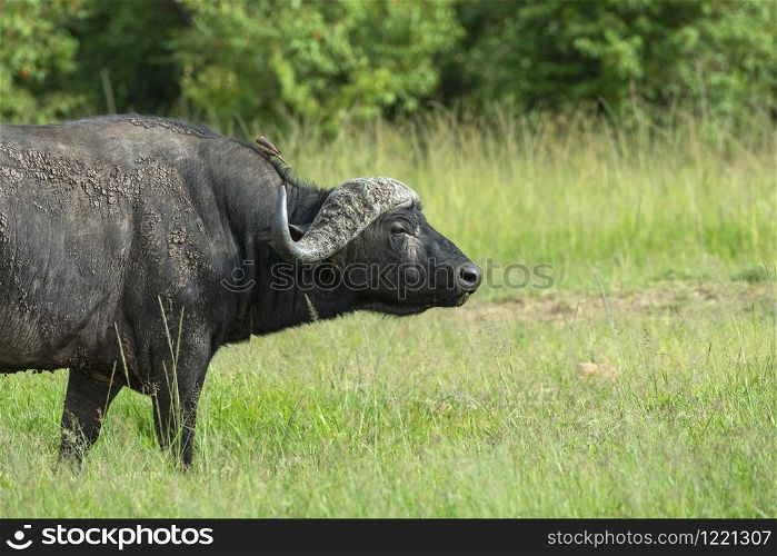 Cape buffalo, Syncerus caffer, masaimara, Kenya, Africa