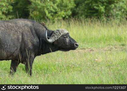 Cape buffalo, Syncerus caffer, masaimara, Kenya, Africa
