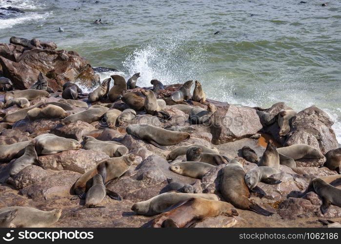Cape Cross Seal Colony on the Skeleton Coast in Namibia, Africa.