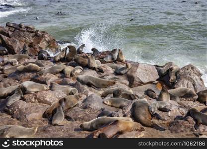 Cape Cross Seal Colony on the Skeleton Coast in Namibia, Africa.