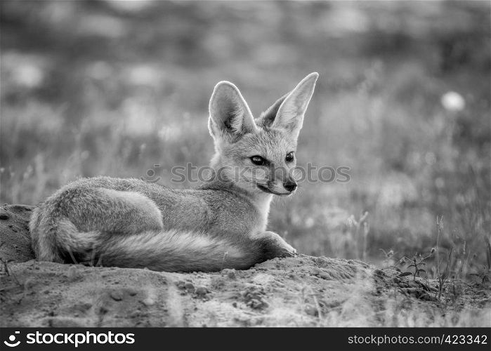 Cape fox laying down in the sand in black and white in the Kalagadi Transfrontier Park, South Africa.