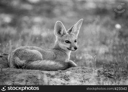 Cape fox laying down in the sand in black and white in the Kalagadi Transfrontier Park, South Africa.