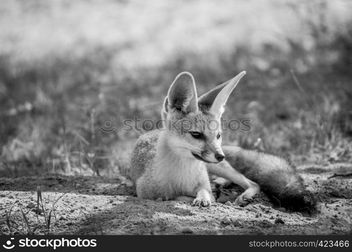 Cape fox laying down in the sand in black and white in the Kalagadi Transfrontier Park, South Africa.