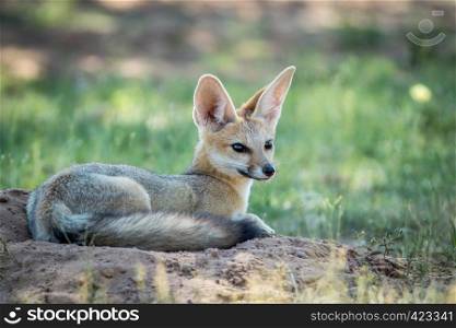 Cape fox laying down in the sand in the Kalagadi Transfrontier Park, South Africa.