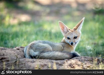 Cape fox laying down in the sand in the Kalagadi Transfrontier Park, South Africa.