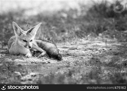 Cape fox laying in the sand in black and white in the Kgalagadi Transfrontier Park, South Africa.