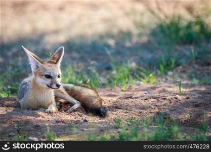 Cape fox laying in the sand in the Kgalagadi Transfrontier Park, South Africa.