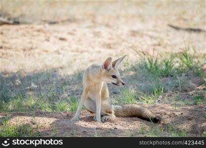 Cape fox sitting down in the sand in the Kalagadi Transfrontier Park, South Africa.