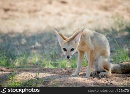 Cape fox sitting down in the sand in the Kalagadi Transfrontier Park, South Africa.