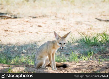 Cape fox sitting down in the sand in the Kalagadi Transfrontier Park, South Africa.