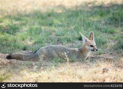 Cape fox standing in the sand in the Kalagadi Transfrontier Park, South Africa.