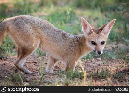 Cape fox starring at the camera in the Kgalagadi Transfrontier Park, South Africa.