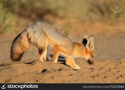 Cape fox (Vulpes chama) digging at its den, Kalahari desert, South Africa