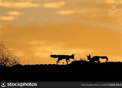 Cape foxes (Vulpes chama) silhouetted against an orange sky at sunrise, Kalahari desert, South Africa