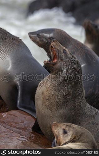 Cape Fur Seal (Arctocephalus pusillus) at Cape Cross Seal Colony on the Skeleton Coast in Namibia, Africa.