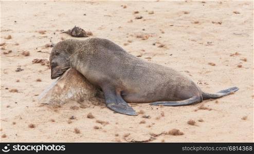 Cape fur seal (Arctocephalus pusillus), Cape Cross. Namibia