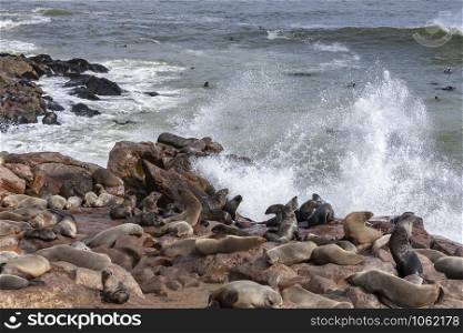 Cape Fur Seals (Arctocephalus pusillus) at Cape Cross Seal Colony on the Skeleton Coast in Namibia, Africa.