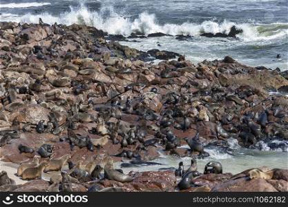 Cape Fur Seals (Arctocephalus pusillus) at Cape Cross Seal Colony on the Skeleton Coast in Namibia, Africa.