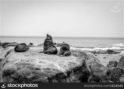 Cape fur seals sitting on a rock in the Ocean in black and white, South Africa.