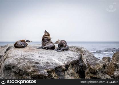 Cape fur seals sitting on a rock in the Ocean, South Africa.