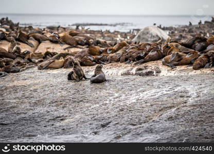 Cape fur seals sitting on a rock in the Ocean, South Africa.