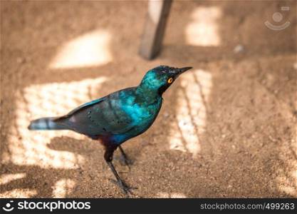 Cape glossy starling in the Kruger National Park, South Africa.