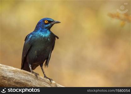 Cape Glossy Starling isolated in natural background in Kruger National park, South Africa ; Specie Lamprotornis nitens family of Sturnidae. Cape Glossy Starling in Kruger National park, South Africa