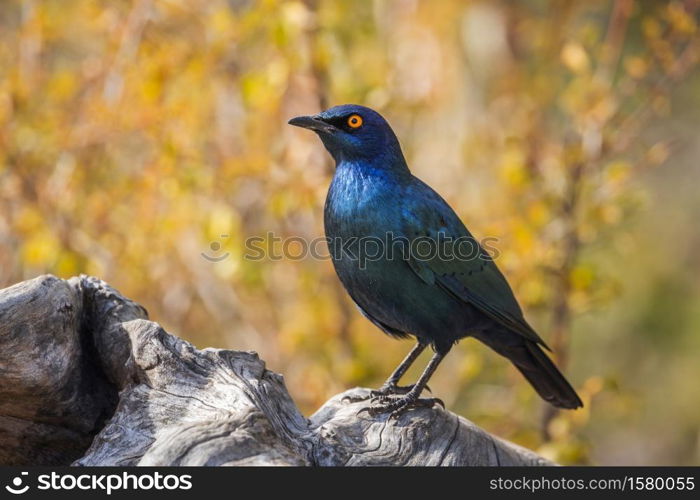 Cape Glossy Starling standing in a log with fall colors background in Kruger National park, South Africa ; Specie Lamprotornis nitens family of Sturnidae. Cape Glossy Starling in Kruger National park, South Africa