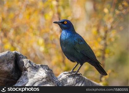 Cape Glossy Starling standing in a log with fall colors background in Kruger National park, South Africa ; Specie Lamprotornis nitens family of Sturnidae. Cape Glossy Starling in Kruger National park, South Africa