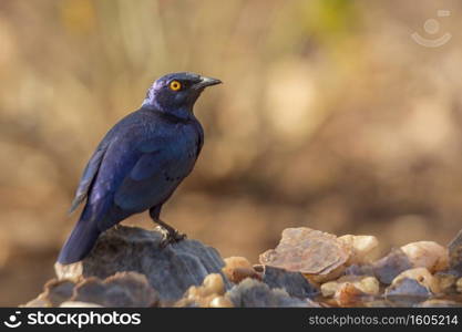 Cape Glossy Starling standing on a rock rear view in Kruger National park, South Africa   Specie L&rotornis nitens family of Sturnidae. Cape Glossy Starling in Kruger National park, South Africa