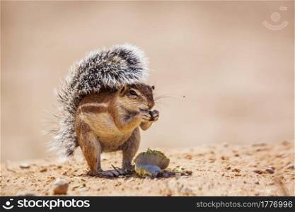 Cape ground squirrel eating seed isolated in natural background in Kgalagadi transfrontier park, South Africa; specie Xerus inauris family of Sciuridae. Cape ground squirrel in Kgalagadi transfrontier park, South Africa