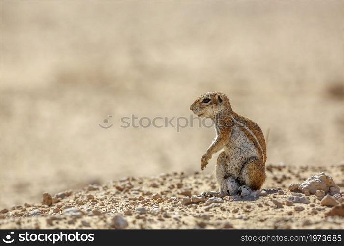 Cape ground squirrel isolated in natural backgound in desert area in Kgalagadi transfrontier park, South Africa; specie Xerus inauris family of Sciuridae. Cape ground squirrel in Kgalagadi transfrontier park, South Africa