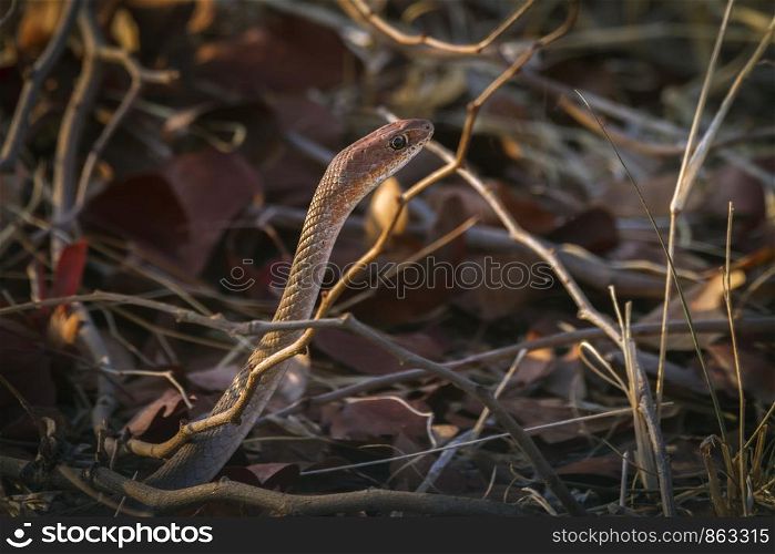 Cape house snake in Kruger National park, South Africa ; Specie Boaedon capensis family of Lamprophiidae. Cape house snake in Kruger National park, South Africa