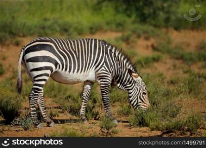 Cape mountain zebra (Equus zebra) in natural habitat, Mountain Zebra National Park, South Africa