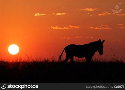 Cape Mountain Zebra (Equus zebra) silhouetted against a red sunrise, South Africa. Zebra silhouette