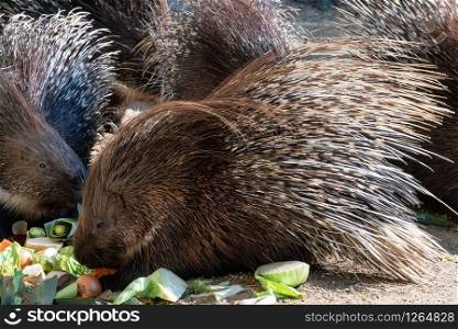 Cape porcupine eats vegetables (Hystrix africaeaustralis)