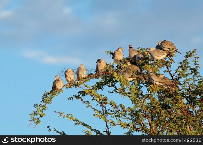 Cape turtle doves (Streptopelia capicola) perched in a tree, Kalahari, South Africa