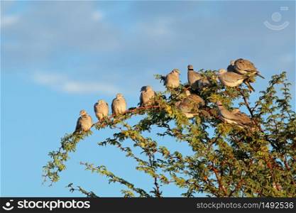 Cape turtle doves (Streptopelia capicola) perched in a tree, Kalahari, South Africa