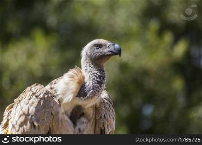 Cape Vulture portrait in Vulpro rehabilitation center, South Africa   Specie Gyps coprotheres family of Accipitridae. Vulpro rehabilitation center, South Africa