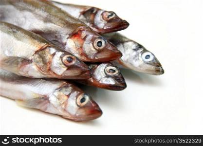 Capelin fish isolated on the white background