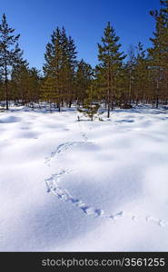 capercaillie trace on white snow